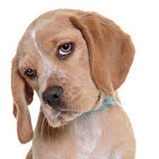 DOGGIE